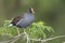 Common moorhen, gallinula chloropus