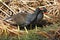 Common Moorhen (Gallinula chloropus)