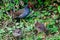 The common moorhen Gallinula chloropus also known as the waterhen, the swamp chicken