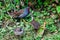 The common moorhen Gallinula chloropus also known as the waterhen, the swamp chicken