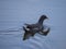 The common moorhen Gallinula chloropus also known as the waterhen, the swamp chicken, and as the common gallinule