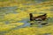 Common moorhen or gallinula chloropus bird portrait floating in wetland of keoladeo national park or bharatpur bird sanctuary