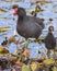 Common Moorhen (Gallinula chloropus) with a chick.