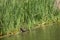 Common moorhen Gallinula chloropus feeding in the Hiran river.