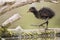 Common moorhen Gallinula chloropus, juvenile bird balancing yourself on wood branch, water background, scene from wild nature.