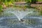 Common Moorhen Gallinula chloropus standing under fountain