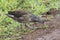 Common Moorhen, Juvenile Eating Grass