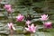 Common Moorhen in pond of water lilies