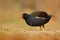 Common Moorhen, Porphyrio martinicus, walking in the grass, Brown water bird with yellow and red bill, Czech republic