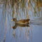 Common moorhen or swamp chicken, gallinula chloropus