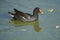 Common Moorhen swimming in Lake Chapala