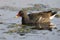 Common moorhen swimming on a pond to search for food on cold mor