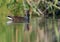 Common Moorhen swims on colorful river in noon time