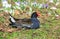 A Common Moorhen up close