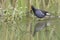 Common Moorhen, Wading