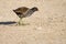 Common Moorhen Walking