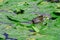 Common moorhen walking over aquatic plants