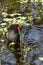 Common moorhen waterfowl Gallinula chloropus swims in a marsh