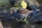 Common moorhens