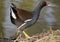 Common moorhens