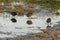 Common Moorhens Foraging at Dawn