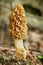 Common morel on forest floor, edible