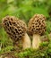 Common morel fungus (Morchella esculenta)