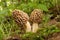 Common morel fungus (Morchella esculenta)