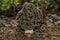 Common Morel fungus or Real Morel Latin: Morchella esculenta closeup