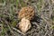 Common morel, Grey Morel mushroom growing in dry grass