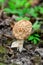 Common morel grown in forest at spring