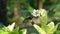 Common mormon butterfly flapping its wings and hanging on a flower in a garden.