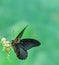 Common Mormon butterfly in a garden