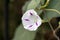 Common Morning Glory growing wild in Italy