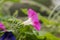 Common morning-glory Ipomoea purpurea a violet flower