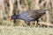 Common Morrhen Gallinula chloropus meridionalis foraging on grass, Western Cape, South Africa