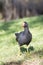 Common Morrhen Gallinula chloropus meridionalis foraging on grass, Western Cape, South Africa