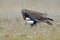 Common mousetrap Buteo buteo, perched on the ground accompanied by a magpie.