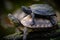 A common mud turtles on each otherr