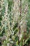 Common mugwort allergen plant Artemisia vulgaris