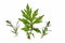 Common mugwort (Artemisia vulgaris)