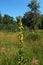 Common mullein pale yellow flowers of verbascum nigrum plant, used as herb and medicine growing in the medicinal garden