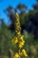 Common mullein pale yellow flowers of verbascum nigrum plant, used as herb and medicine growing in the medicinal garden
