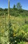 Common Mullein by the roadside