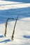 Common Mullein in Snow