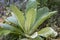 Common Mullein - Verbascum thapsus