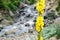 Common mullein or Verbascum thapsus flower