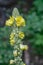 Common Mullein â€“ Verbascum thapsus