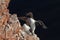 Common murre or common guillemot (Uria aalge) on the island of Heligoland, Germany