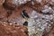 Common murre on Heligoland